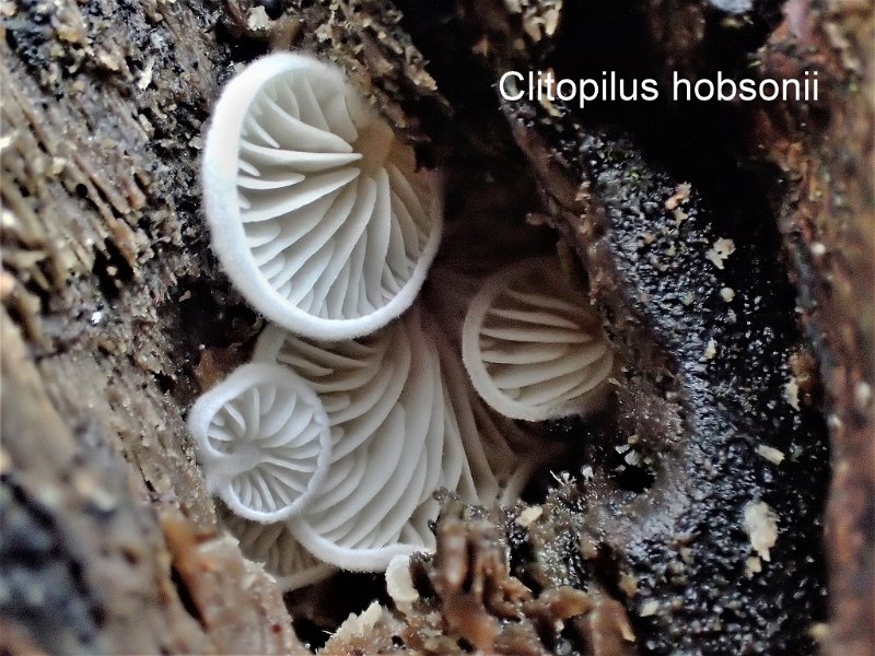 Clitopilus hobsonii-amf459.jpg - Clitopilus hobsonii ; Syn1: Clitopilus pleurotelloides ; Syn2: Pleurotus chioneus ; Nom français: Clitopile sessile